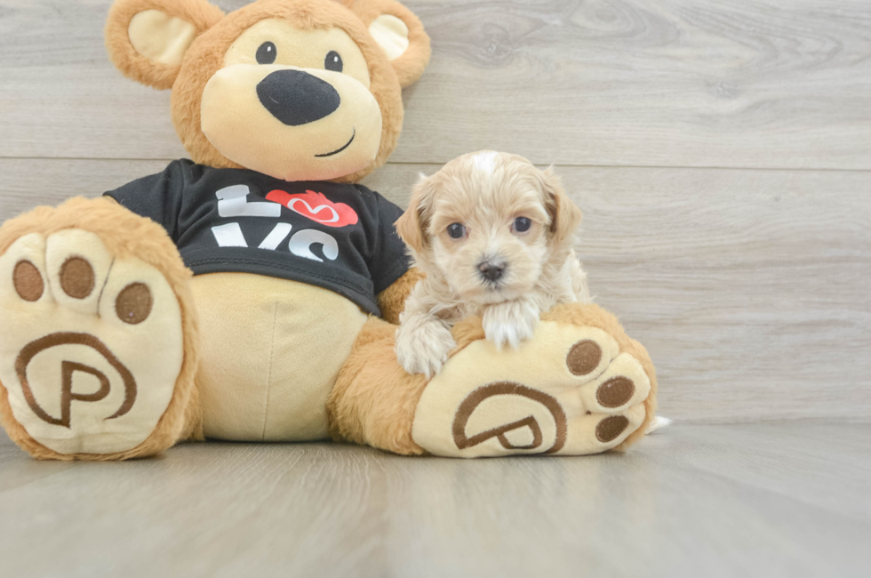 5 week old Maltipoo Puppy For Sale - Simply Southern Pups