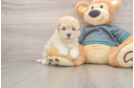 Best Maltipoo Baby