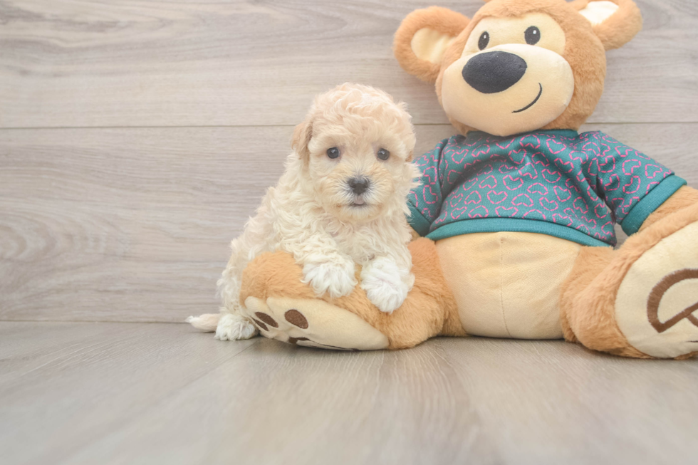 Best Maltipoo Baby