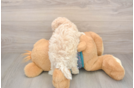 Petite Maltipoo Poodle Mix Pup