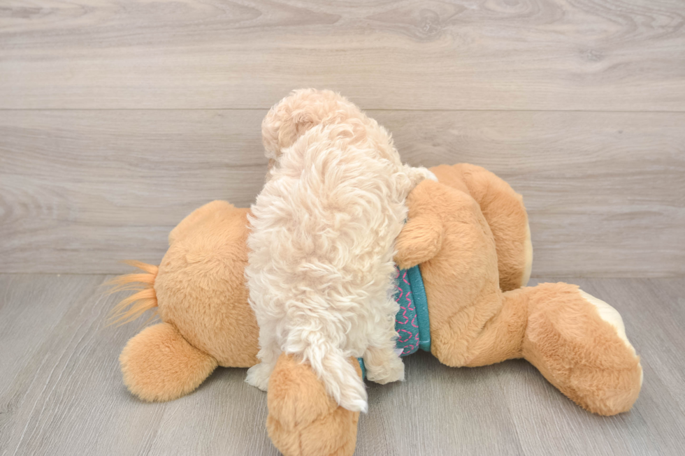 Petite Maltipoo Poodle Mix Pup