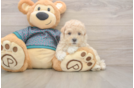 Energetic Moodle Poodle Mix Puppy