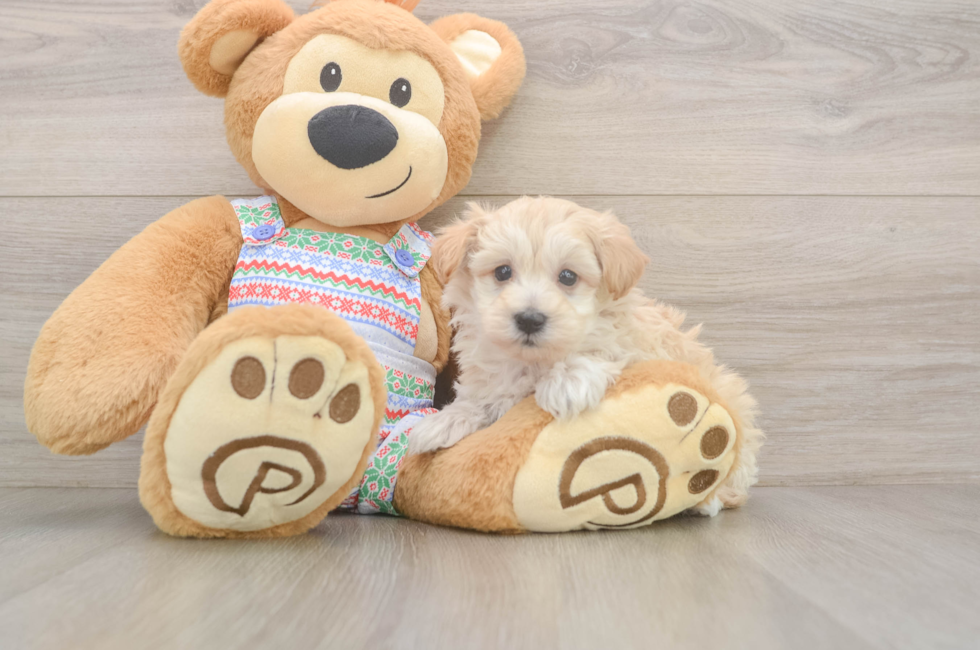 5 week old Maltipoo Puppy For Sale - Simply Southern Pups
