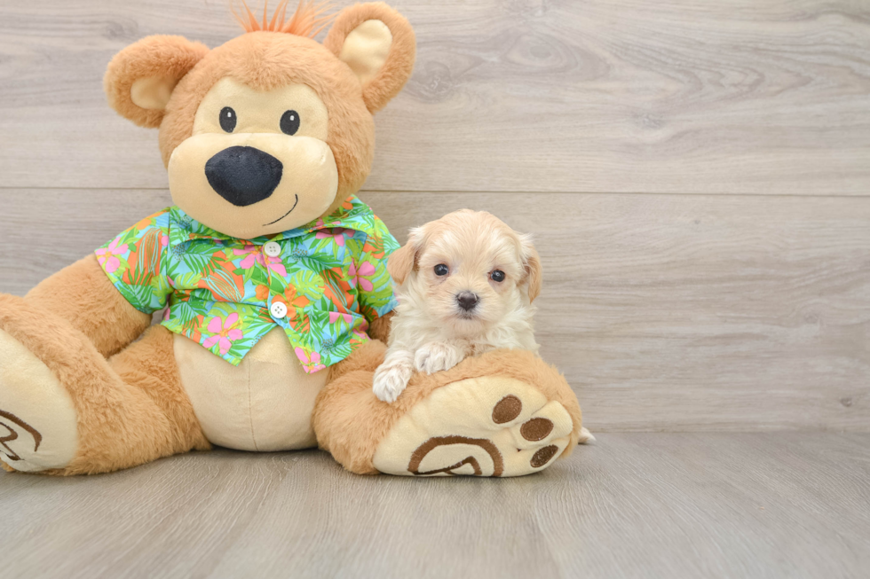 Sweet Maltipoo Baby