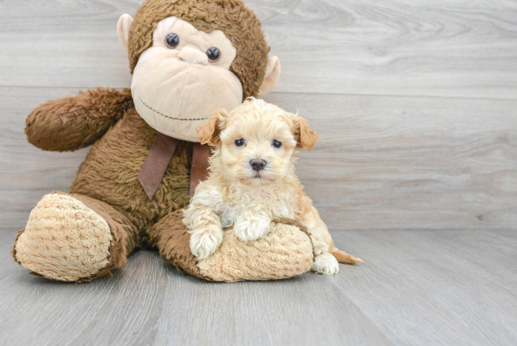 teddy bear maltipoo puppies