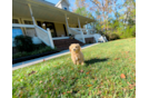 Maltipoo Puppy for Adoption