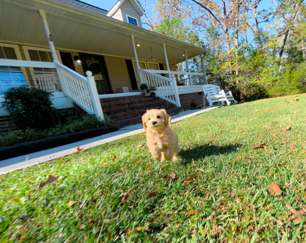 Maltipoo Puppy for Adoption