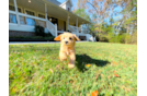 Maltipoo Puppy for Adoption