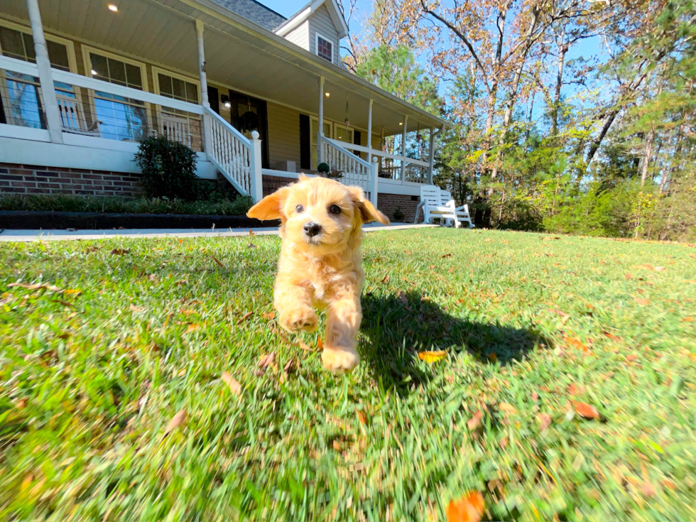 Maltipoo Puppy for Adoption