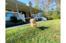 Maltipoo Puppy for Adoption