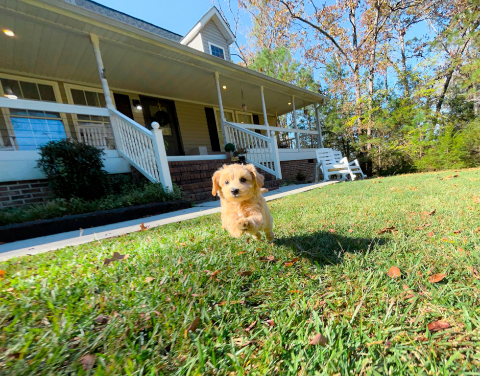 Maltipoo Puppy for Adoption