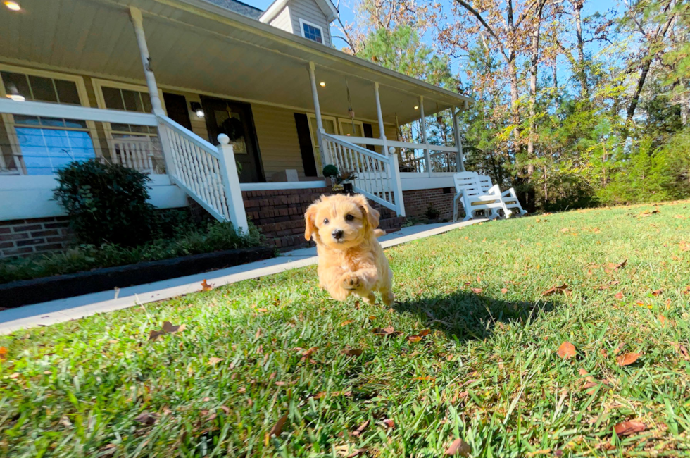 9 week old Maltipoo Puppy For Sale - Simply Southern Pups