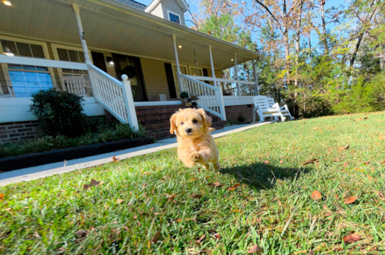 Maltipoo Puppy for Adoption