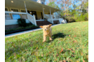 Maltipoo Puppy for Adoption