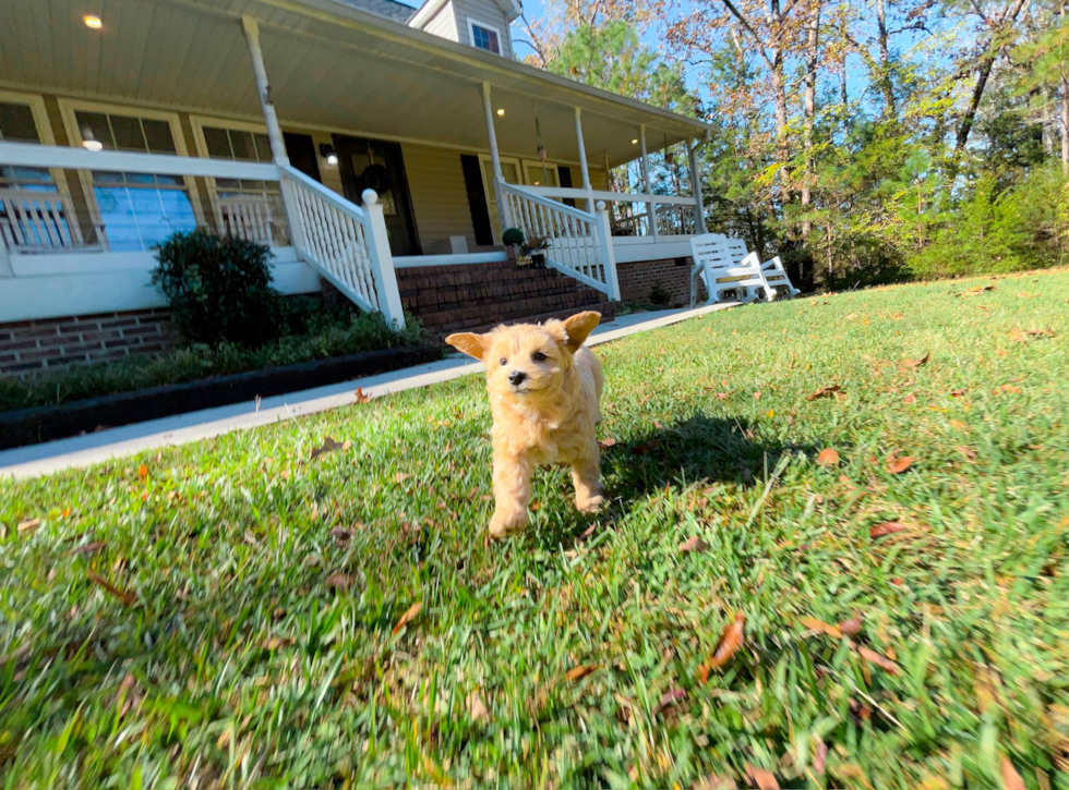 Maltipoo Puppy for Adoption