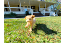 Cute Maltipoo Poodle Mix Pup