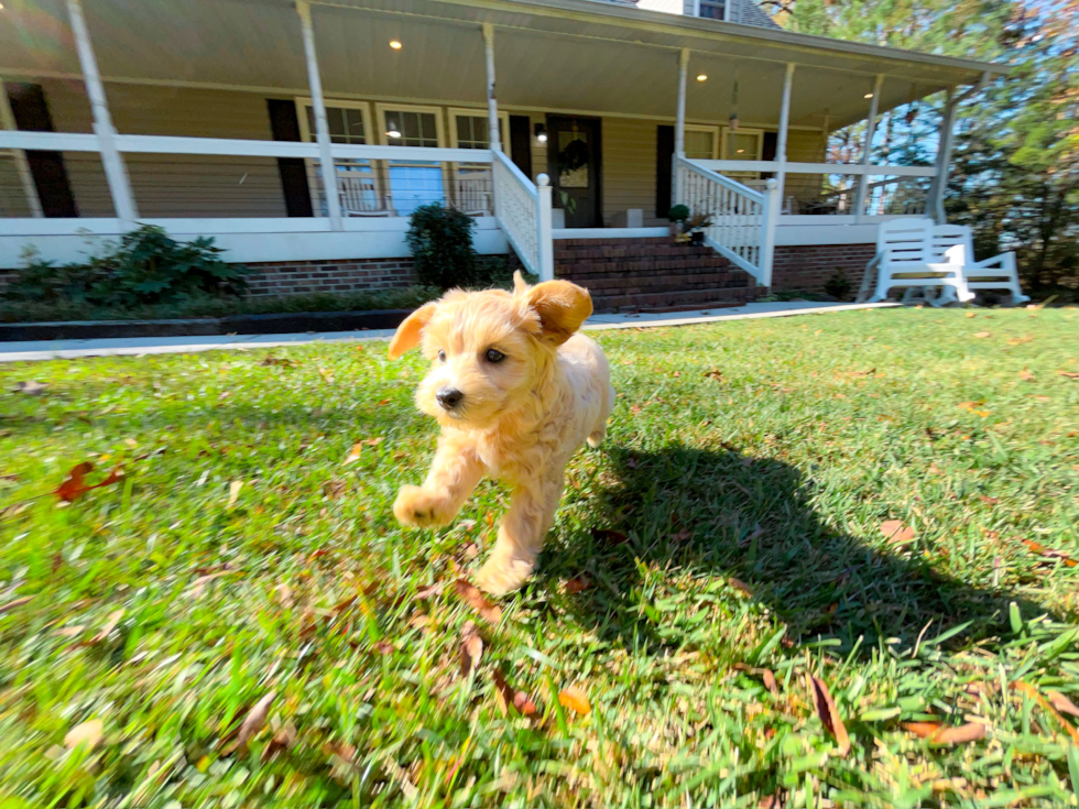 Cute Maltipoo Poodle Mix Pup