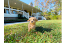 Maltipoo Pup Being Cute