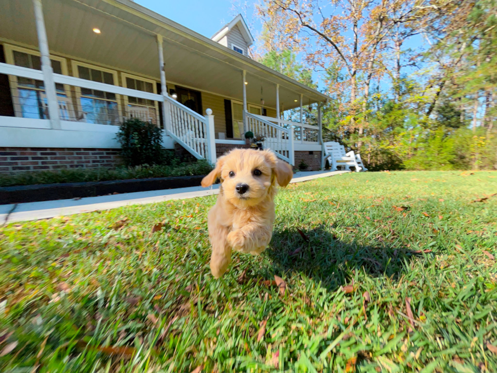 Maltipoo Pup Being Cute