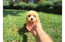Cute Malt a Poo Poodle Mix Puppy