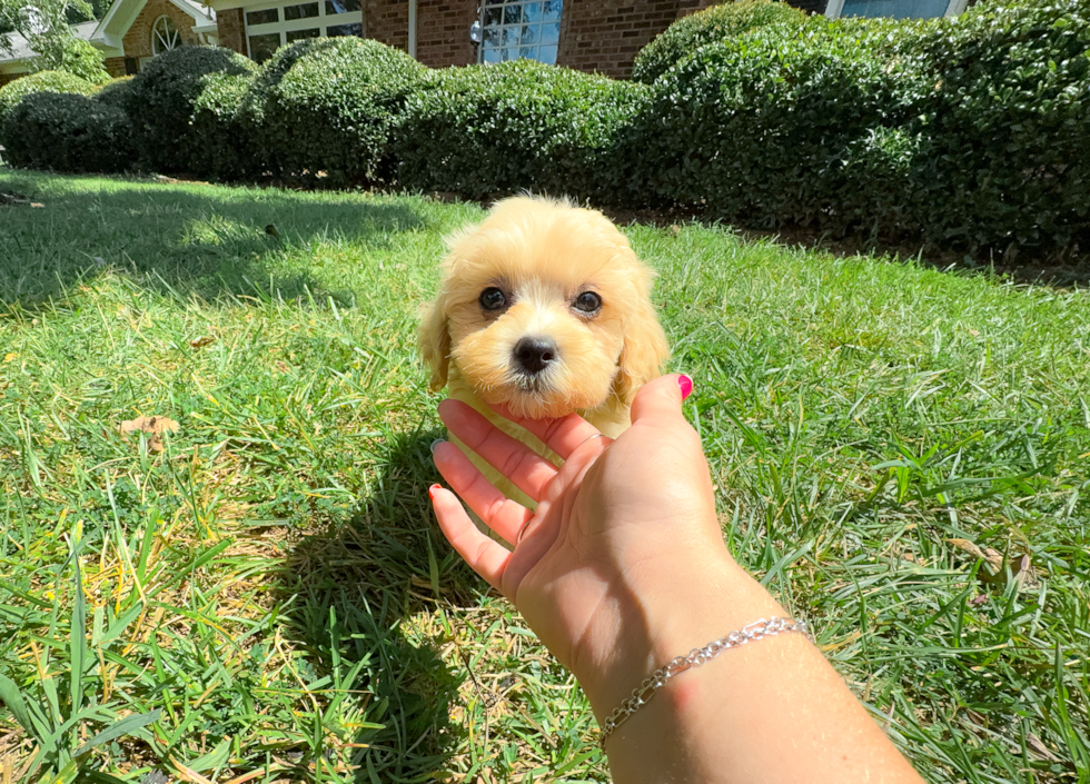Cute Malt a Poo Poodle Mix Puppy