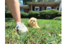 Maltipoo Pup Being Cute