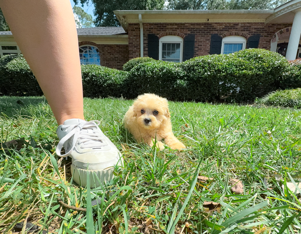 Maltipoo Pup Being Cute