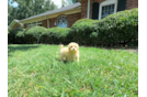 Maltipoo Pup Being Cute