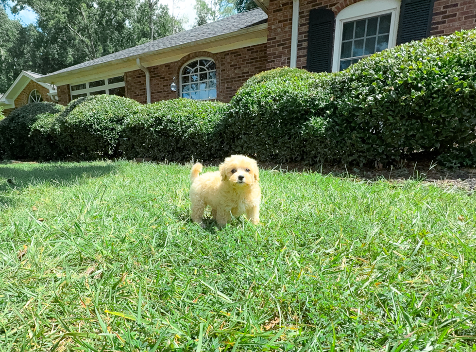 Maltipoo Pup Being Cute