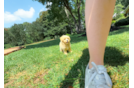 Maltipoo Puppy for Adoption