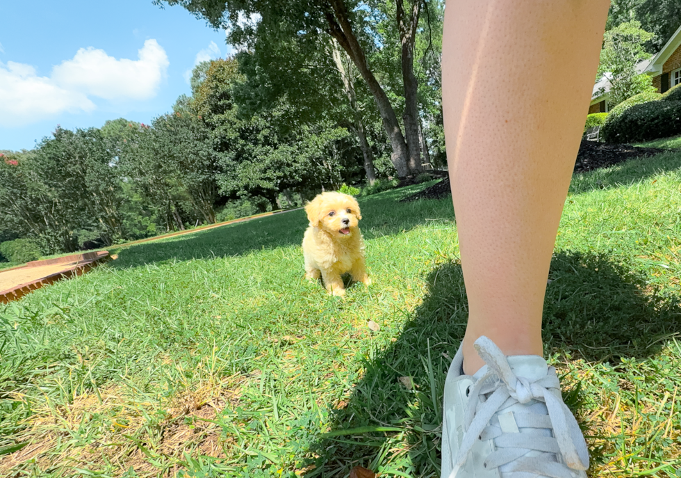 Maltipoo Puppy for Adoption
