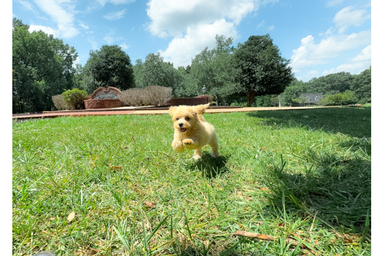 Best Maltipoo Baby