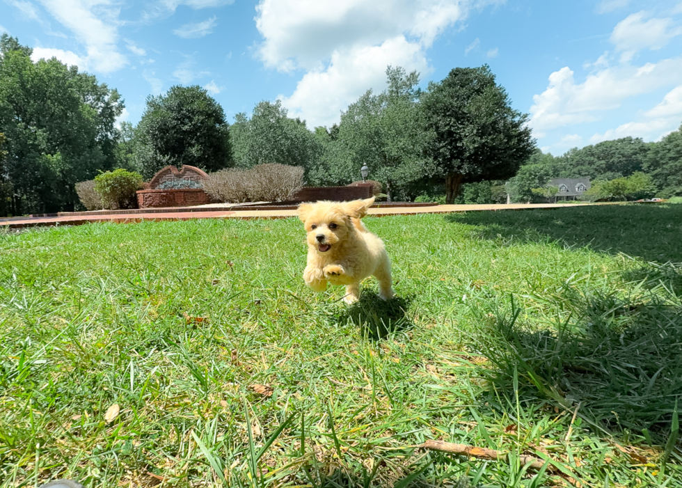 Best Maltipoo Baby