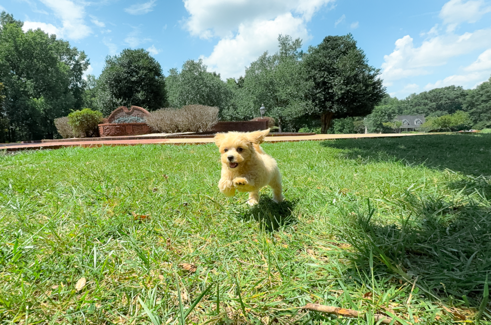 9 week old Maltipoo Puppy For Sale - Simply Southern Pups