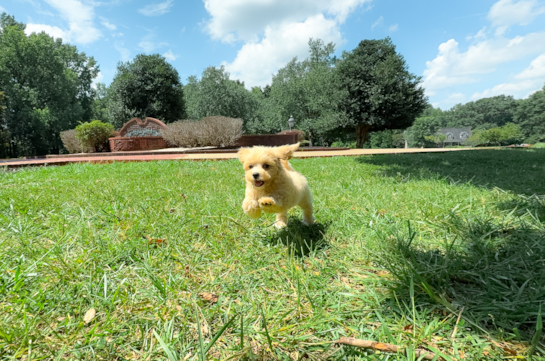Best Maltipoo Baby