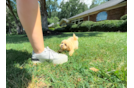 Cute Maltipoo Baby