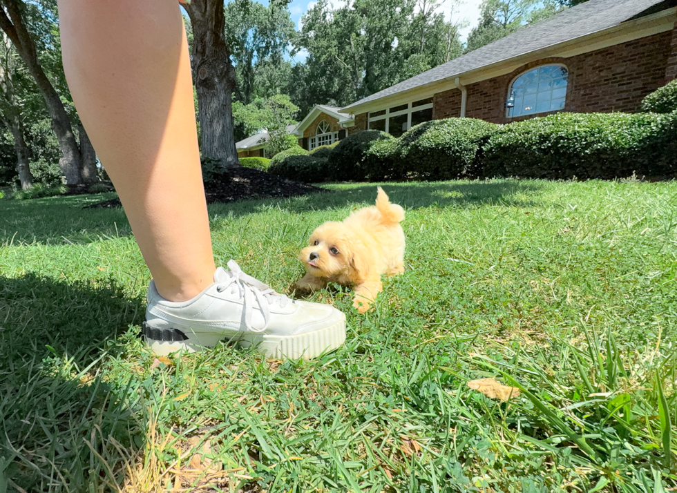 Cute Maltipoo Baby