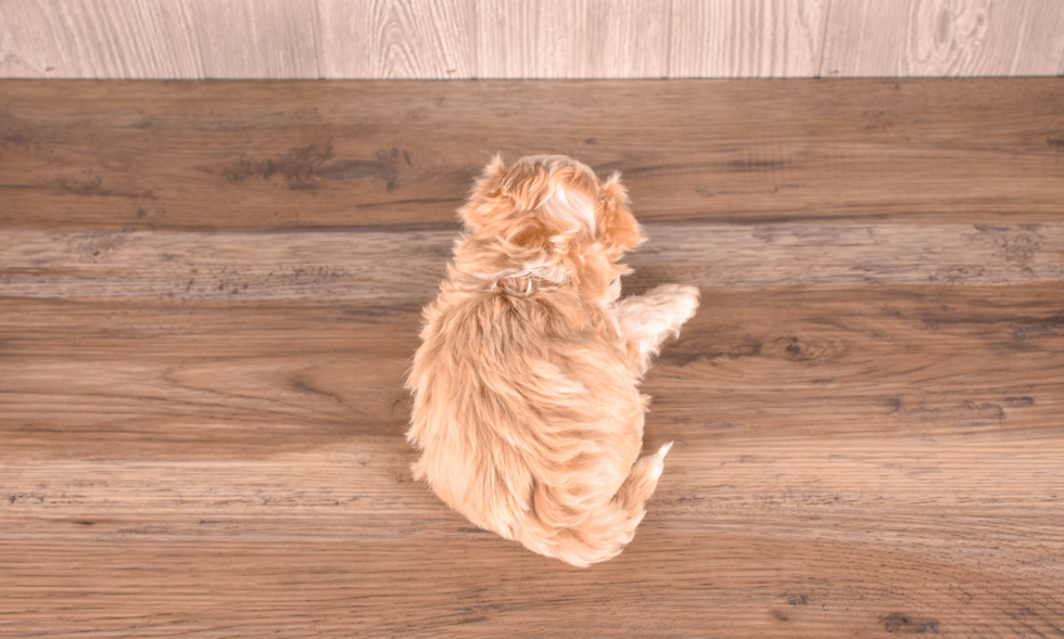 Cute Malt a Poo Poodle Mix Puppy