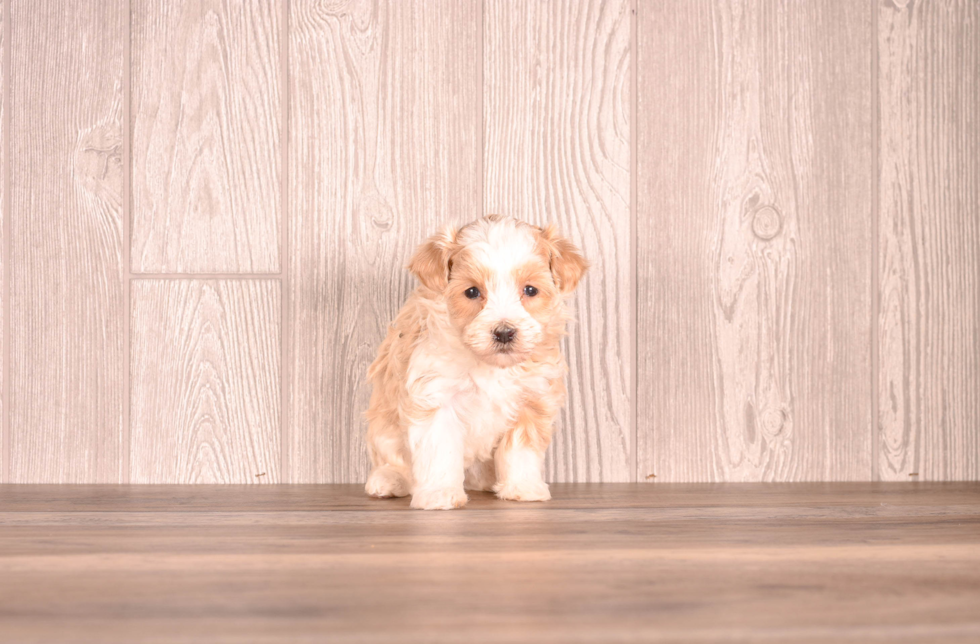 Cute Malt a Poo Poodle Mix Puppy