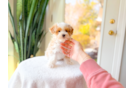 Cute Malt a Poo Poodle Mix Puppy