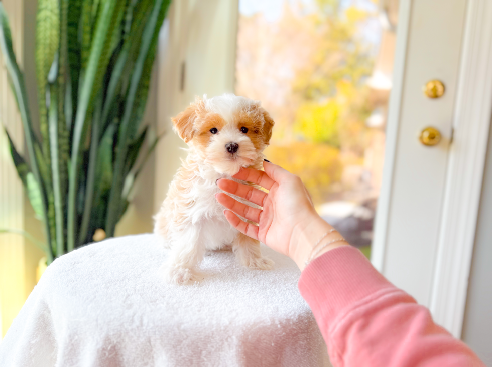 Cute Malt a Poo Poodle Mix Puppy