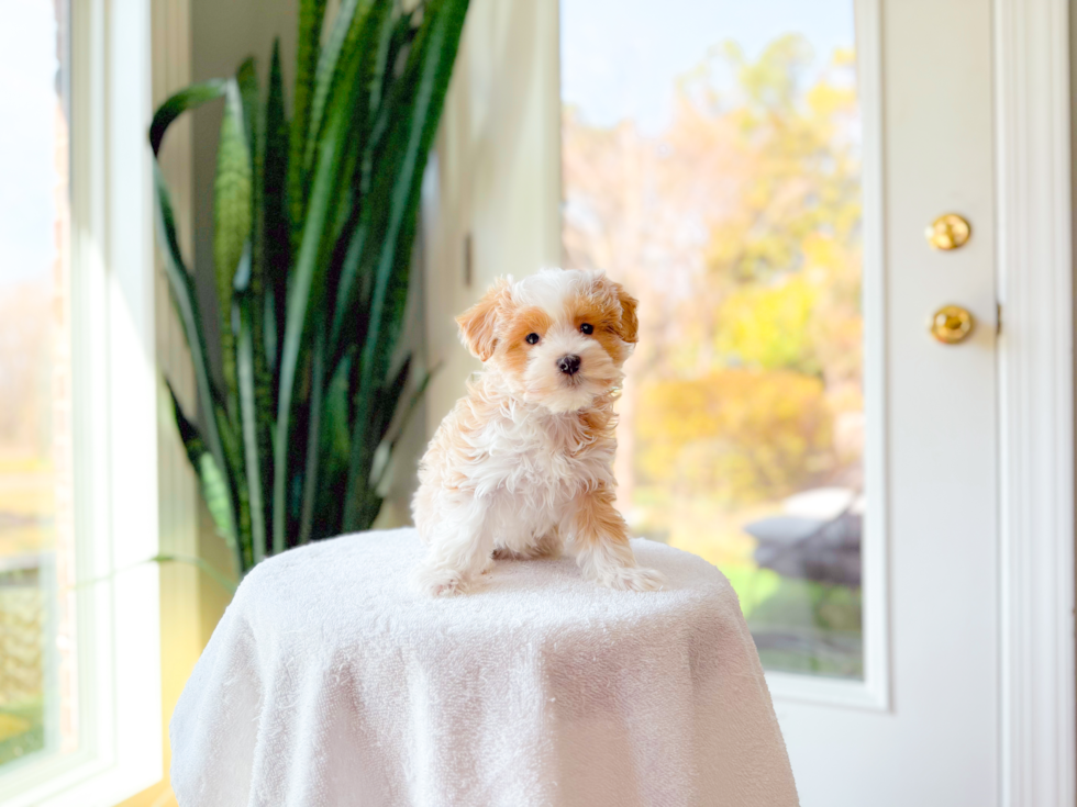Cute Malt a Poo Poodle Mix Puppy
