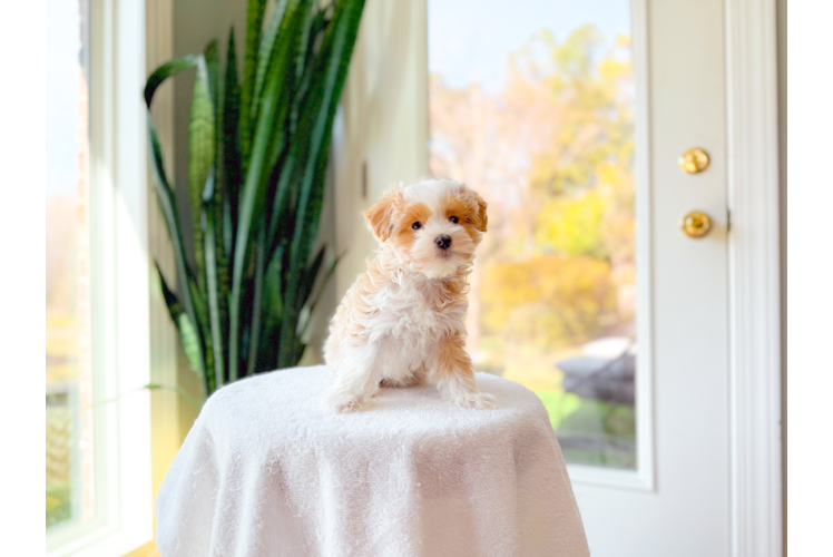 Cute Malt a Poo Poodle Mix Puppy