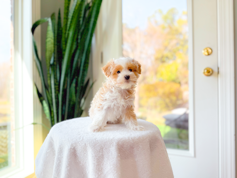 Cute Malt a Poo Poodle Mix Puppy
