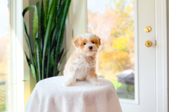 Cute Malt a Poo Poodle Mix Puppy
