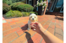 Cute Maltipoo Baby