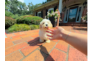 Cute Maltipoo Poodle Mix Pup