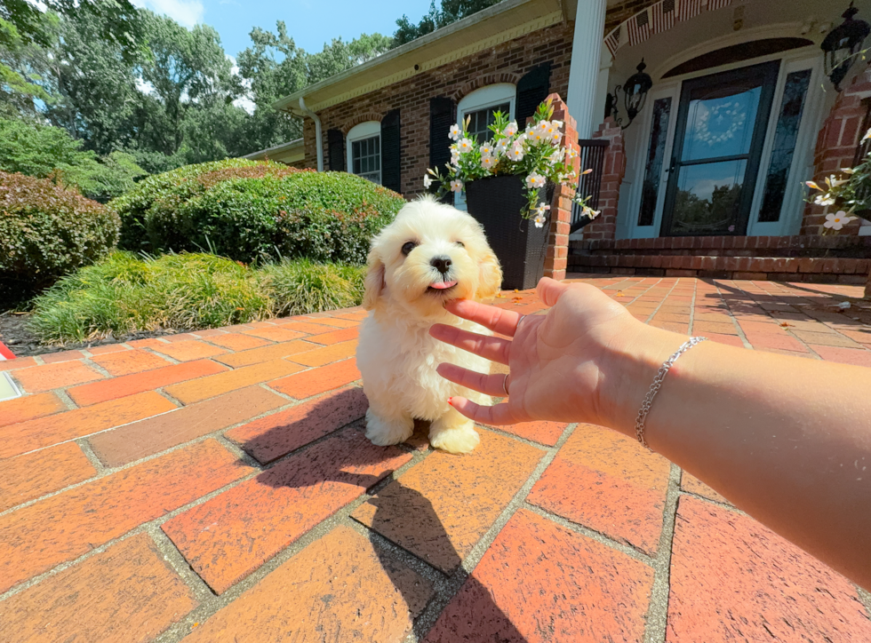 Cute Maltipoo Poodle Mix Pup