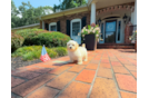 Best Maltipoo Baby