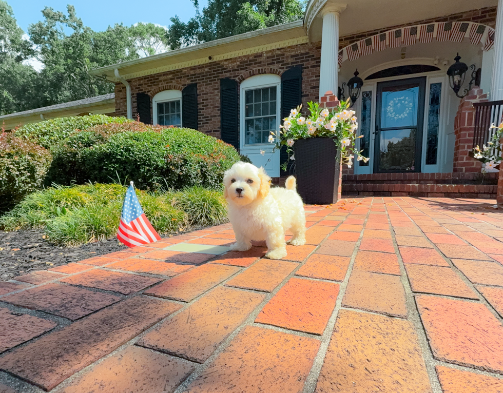 Best Maltipoo Baby